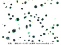 症例8